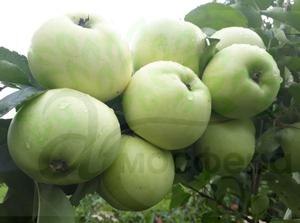 Яблоня Антоновка 